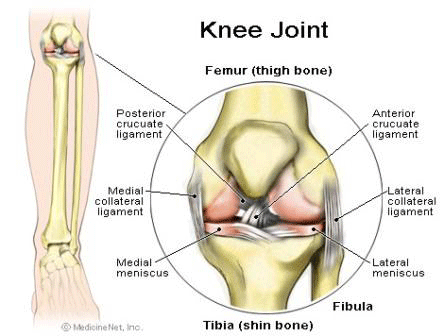 knee-joint-diagram